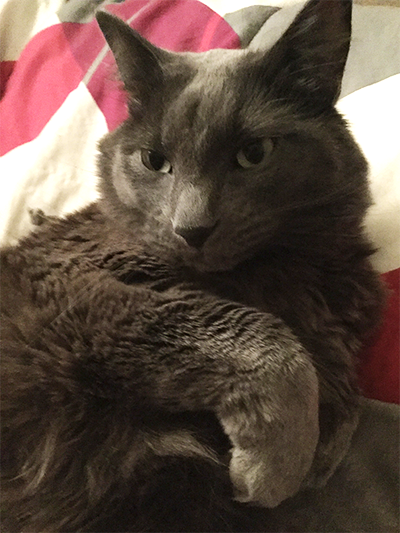 An image of my grey kitty, he's a Nebelung.